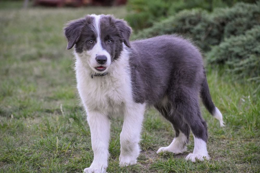 Szczeniak Border Collie FCI