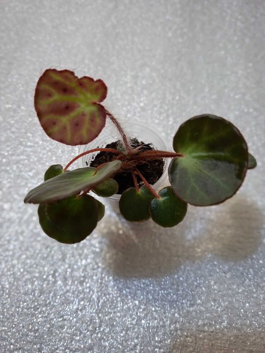 Бегонії рідкісні