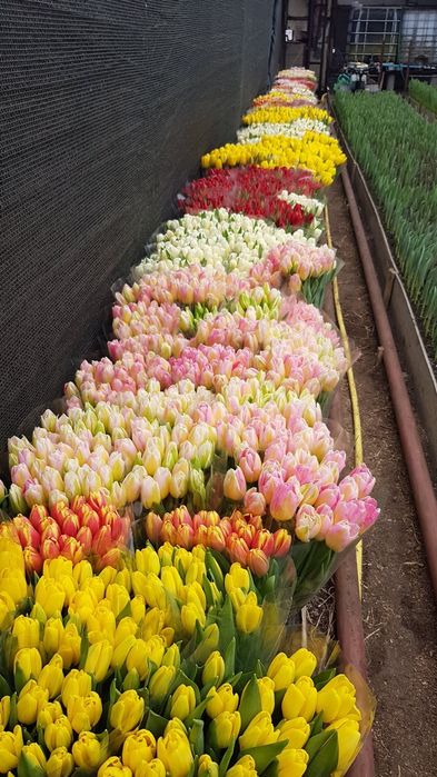 Тюльпан опт Киев