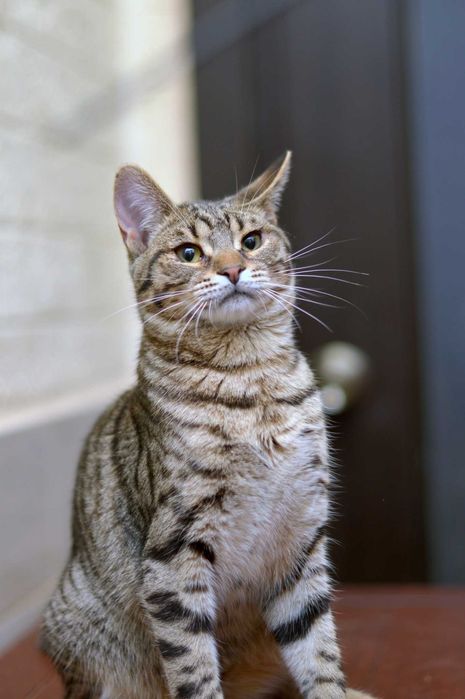 віддам котика, смугастик, кастрований