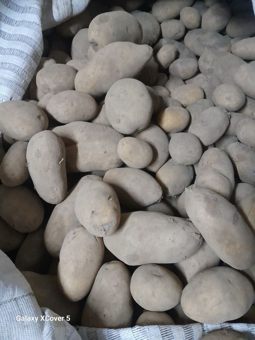 Ziemniaki odpady, paszowe