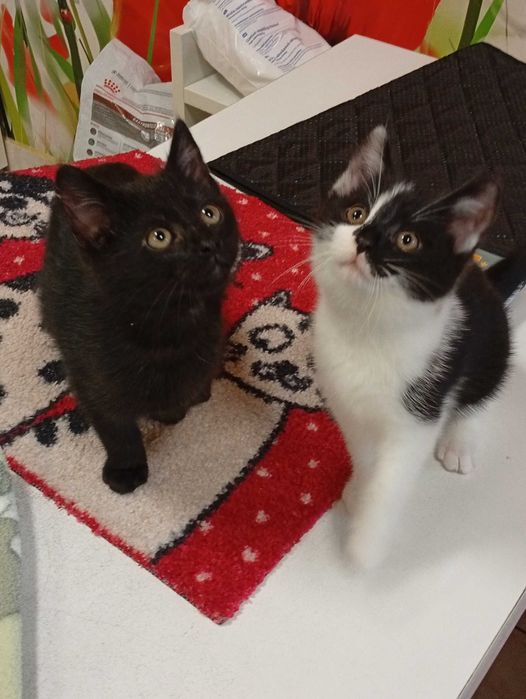 Rafik przecudny kiciuś