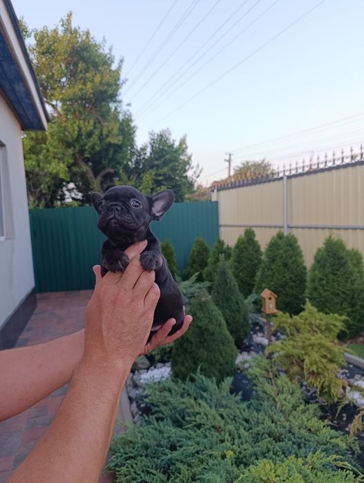 Шикарная девочка