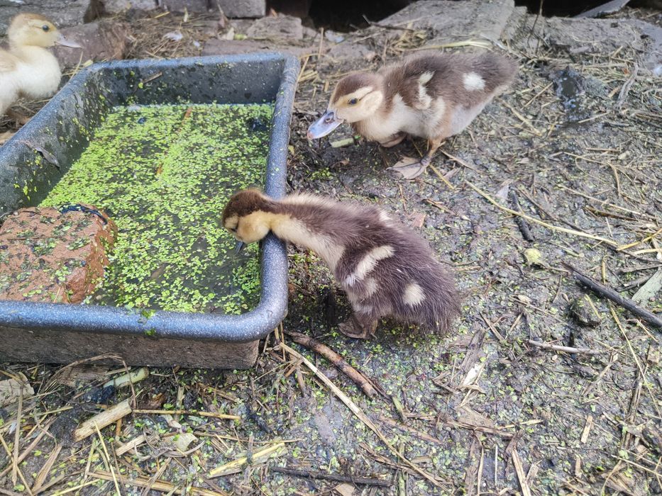 Качки шипуни індокачки мускусні