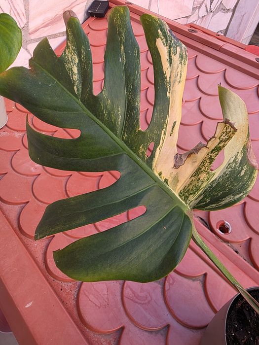 Planta Monstera Aurea variegata