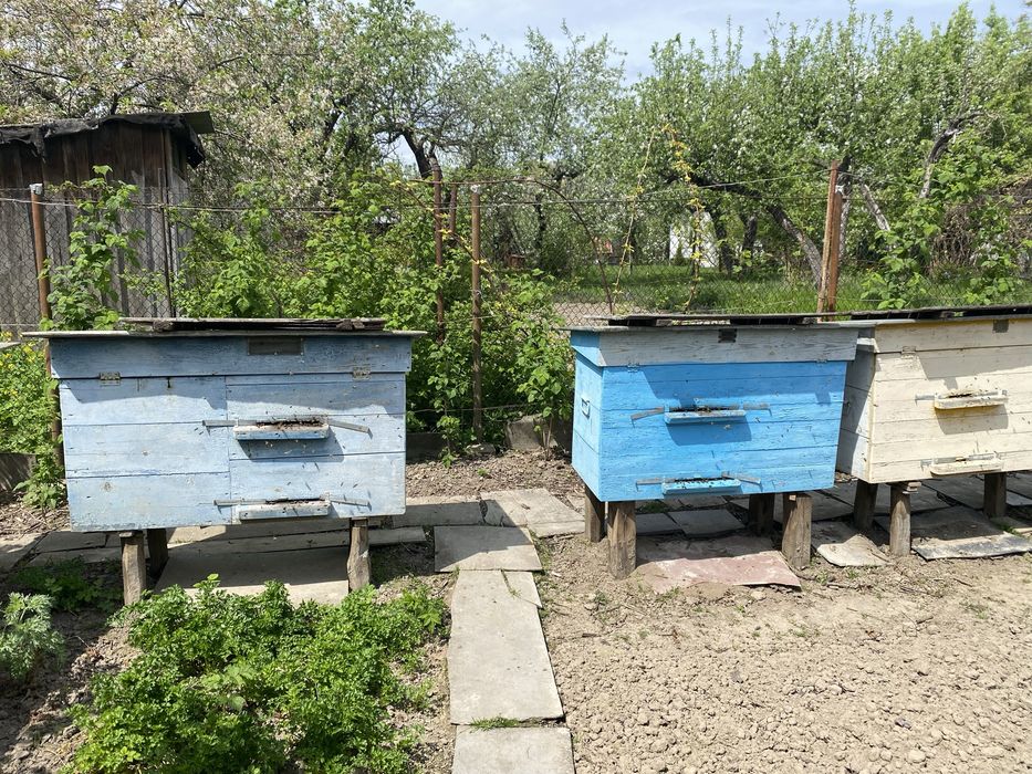 Продам бджоли вулики