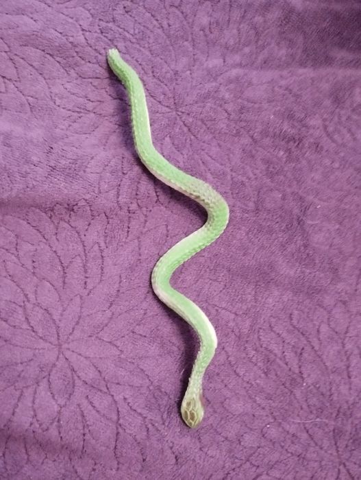 Mały gumowy wąż , zielony