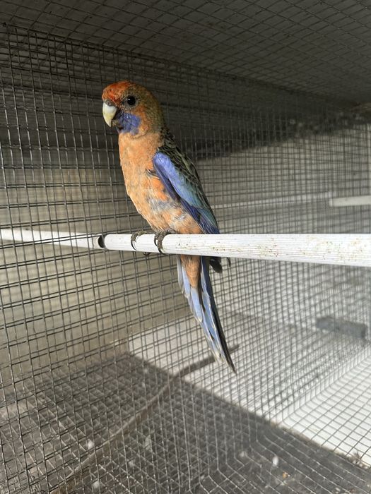 Platycercus Elegans