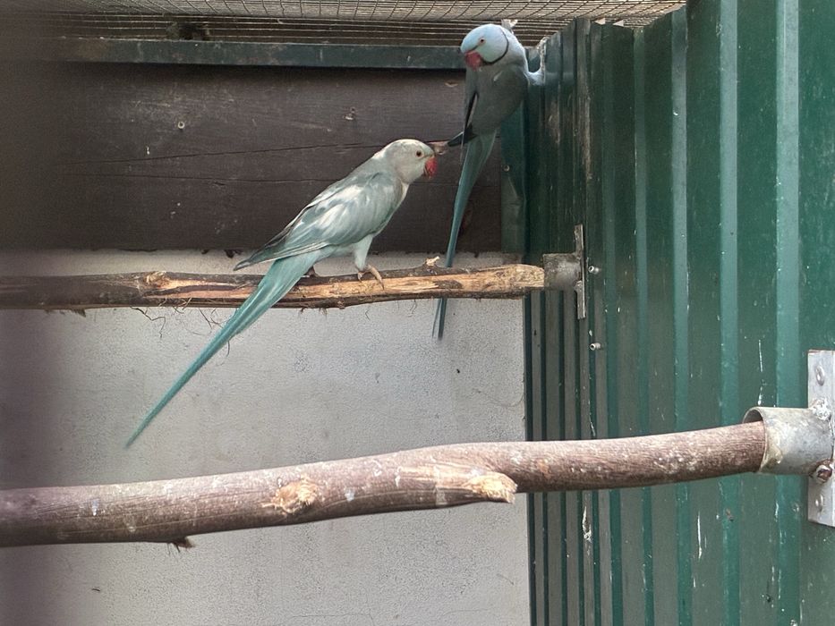 Ring Necks reprodutores e aves de 2025