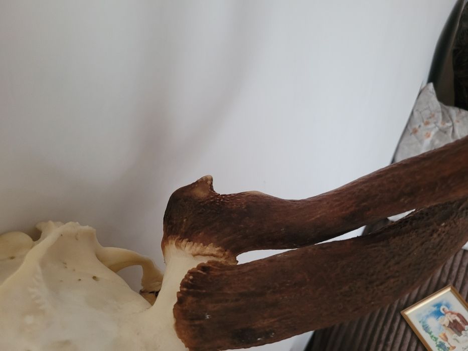 Poroże jelenia wielotykowiec trofeum