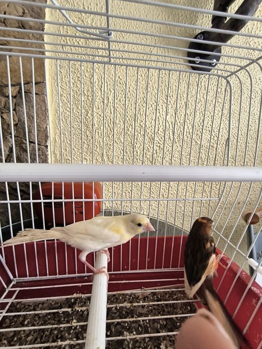 Cedo canários machos a cantar, com várias cores