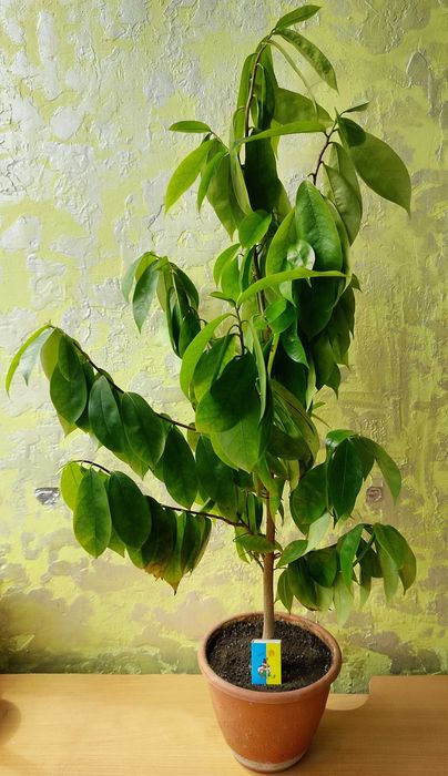 Саусеп (Сметанне яблуко / Annona muricata), екзотичне дерево, 5 років