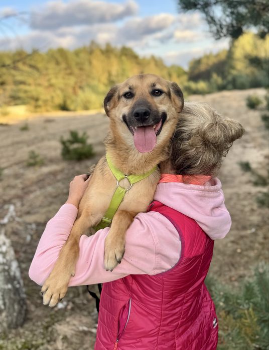 W wigilię trafił do schroniska… Forest do adopcji