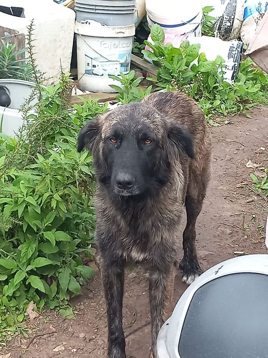 Cães para dar gratis