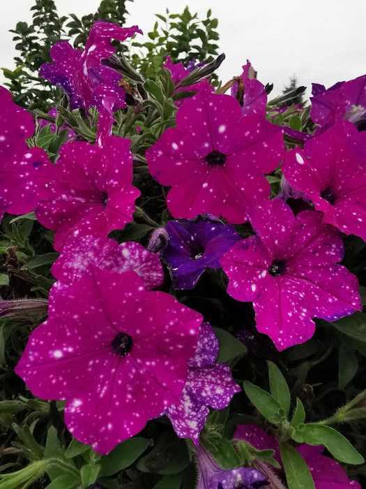 Surfinia - MEGA KOLEKCJA-180 nasion - 6 opakowań