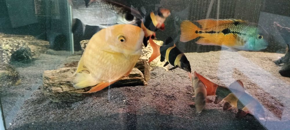 Pielęgnica Severum gold