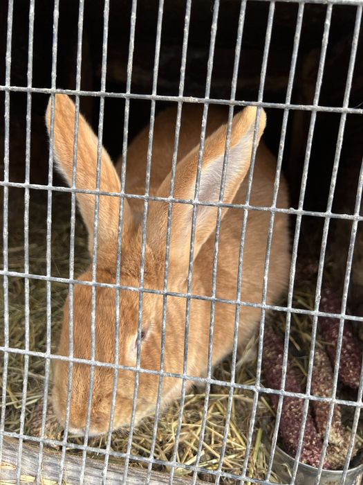 Полтавське срібло, Бургундія, голубий строкач