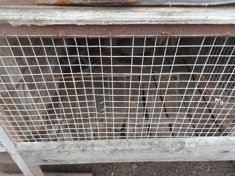 Клітки для кроликів / нутрій