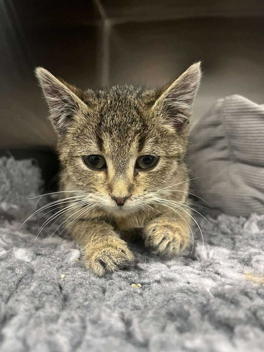 Mechaniczka szuka domu