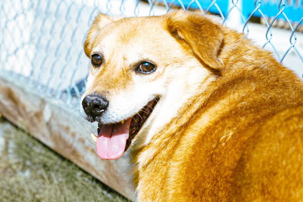 FOKSIK - śliczny, starszy piesek