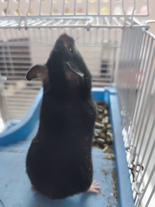 Chomik syryjski dziewczynka