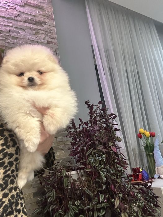 Дівчинка померанський шпіц в типі вкдмежа