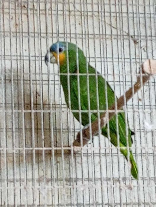 vende-se Papagaio fêmea da espécieAmazonica amazónica