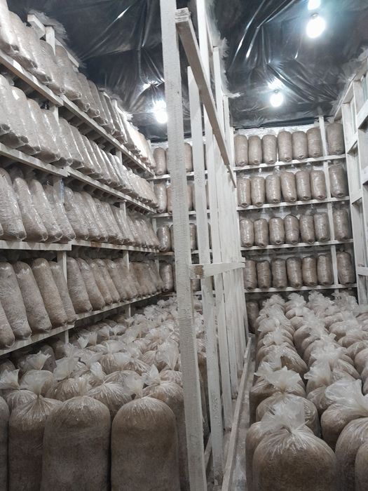 Грибные блоки вешенки