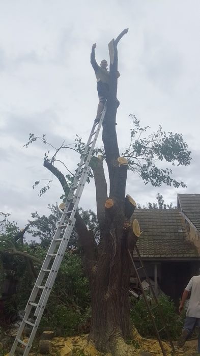 Закалка и распиловка деревьев,дров