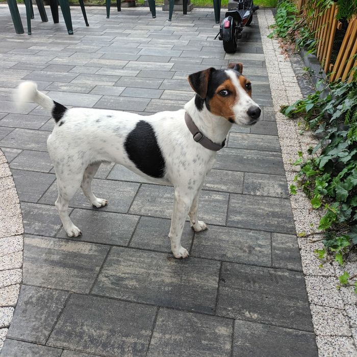 Pies Jack russell terrier