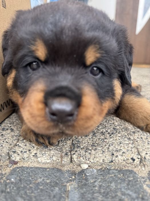 Rottweiler Conan