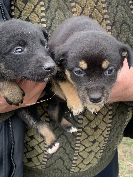 Отдам щенков (бесплатно)