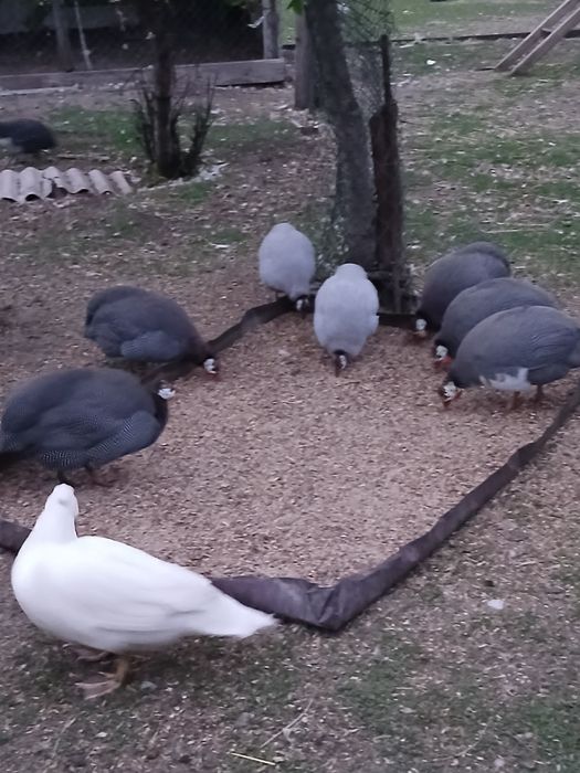 Цесарки. Цесарята.