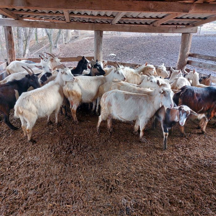 Продаю невелике стадо кіз