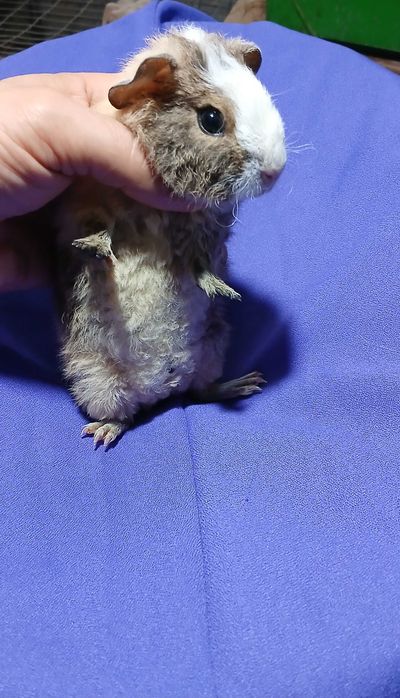Морська свинка , тедді.