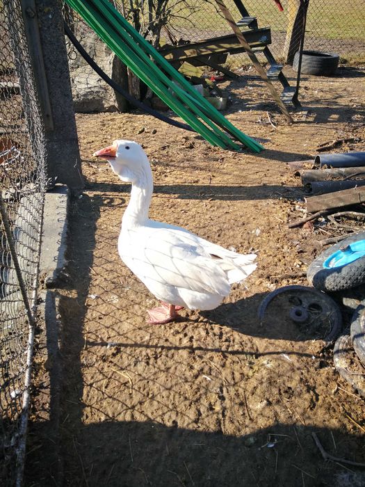 Gęś chomogor biała