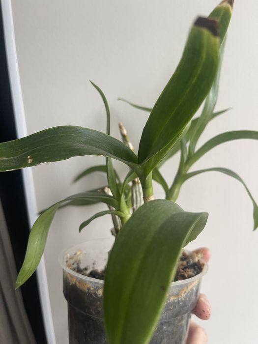 Продам орхідею орхідея каттлея