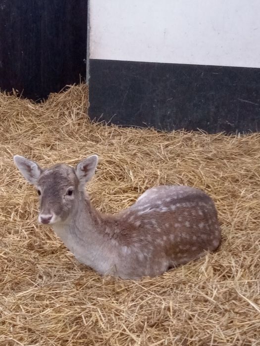 Daniel młody samiec