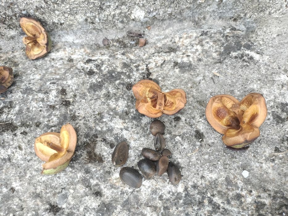 Sementes Plantas Camélia