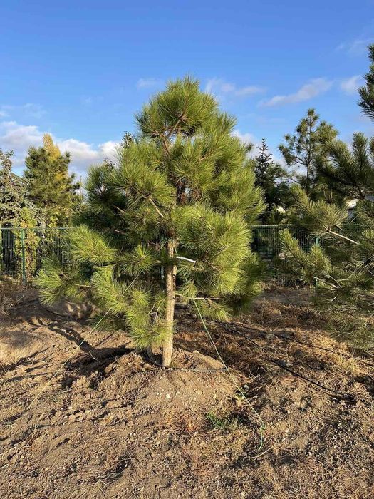 Туя.ель .елка. сосна. кедр