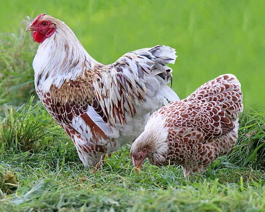 Инкубационное яйцо курей породы Радуга