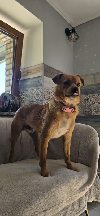 2 letni 10kg samiec do adopcji