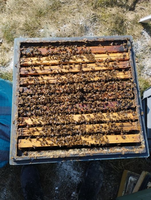 Sprzedam rodziny pszczele