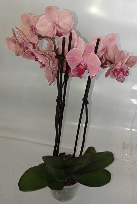 Биг Лип орхидея взрослая отцветашка дешево 399 грн