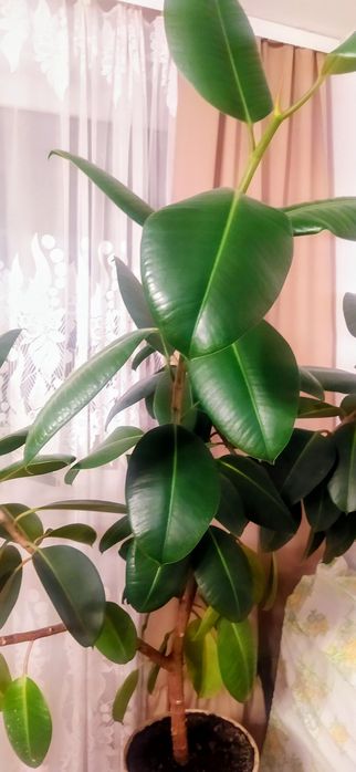 Fikus Sprężysty - duży