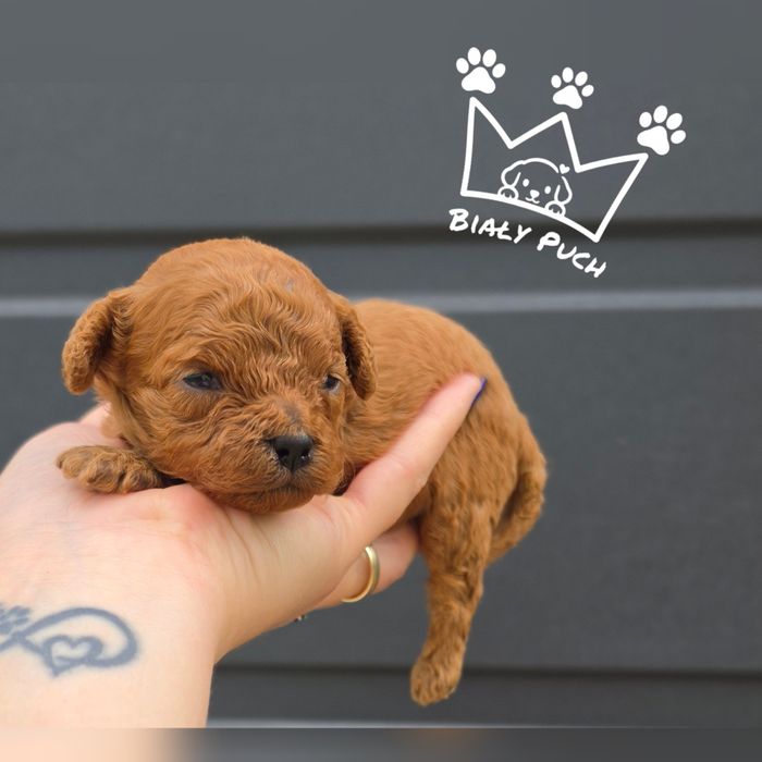 Cavapoo cavadoodle toy Mini red brown badania wyprawka paszport