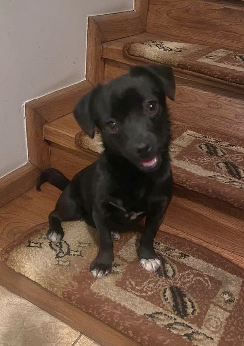 Mia - mikro sunia 4 kg ,adopcja.