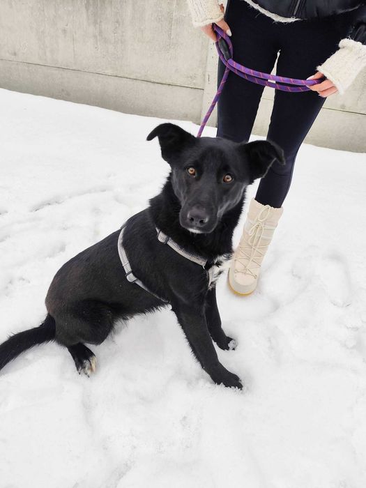 Fabianek szuka domku