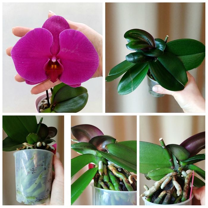 Сортові орхідеї,антуріуми