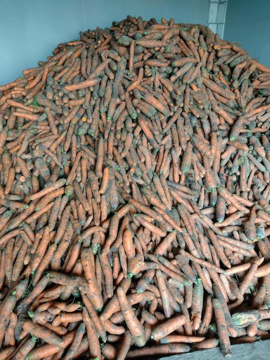 Marchew jadalna, paszowa